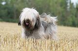 TERRIER DU TIBET 008